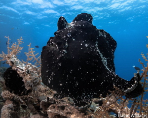Giant black frogfish on top of the reef, Sony compact by Elaine Wallace 
